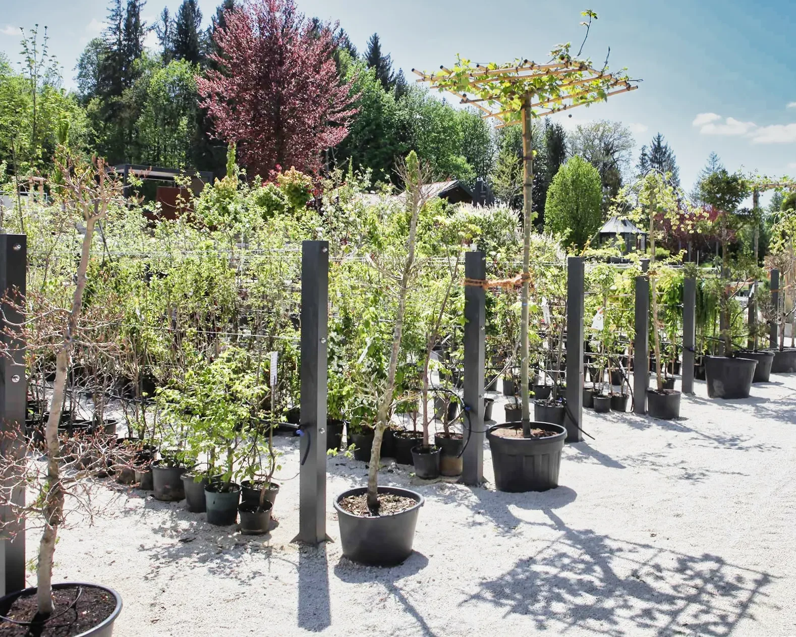Gartenprodukte Individuell 23 (1)